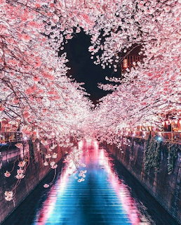 Pink cherry blossoms over a canal at night, branches forming a heart shape, glowing reflections in water