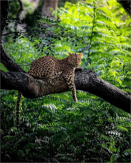 Leopard lying on a tree branch surrounded by green leaves and ferns in a forest