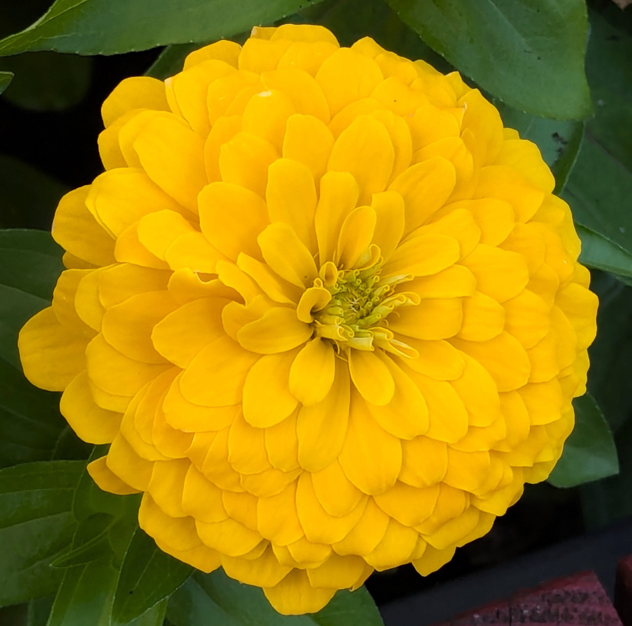 Yellow Zinnia Flower