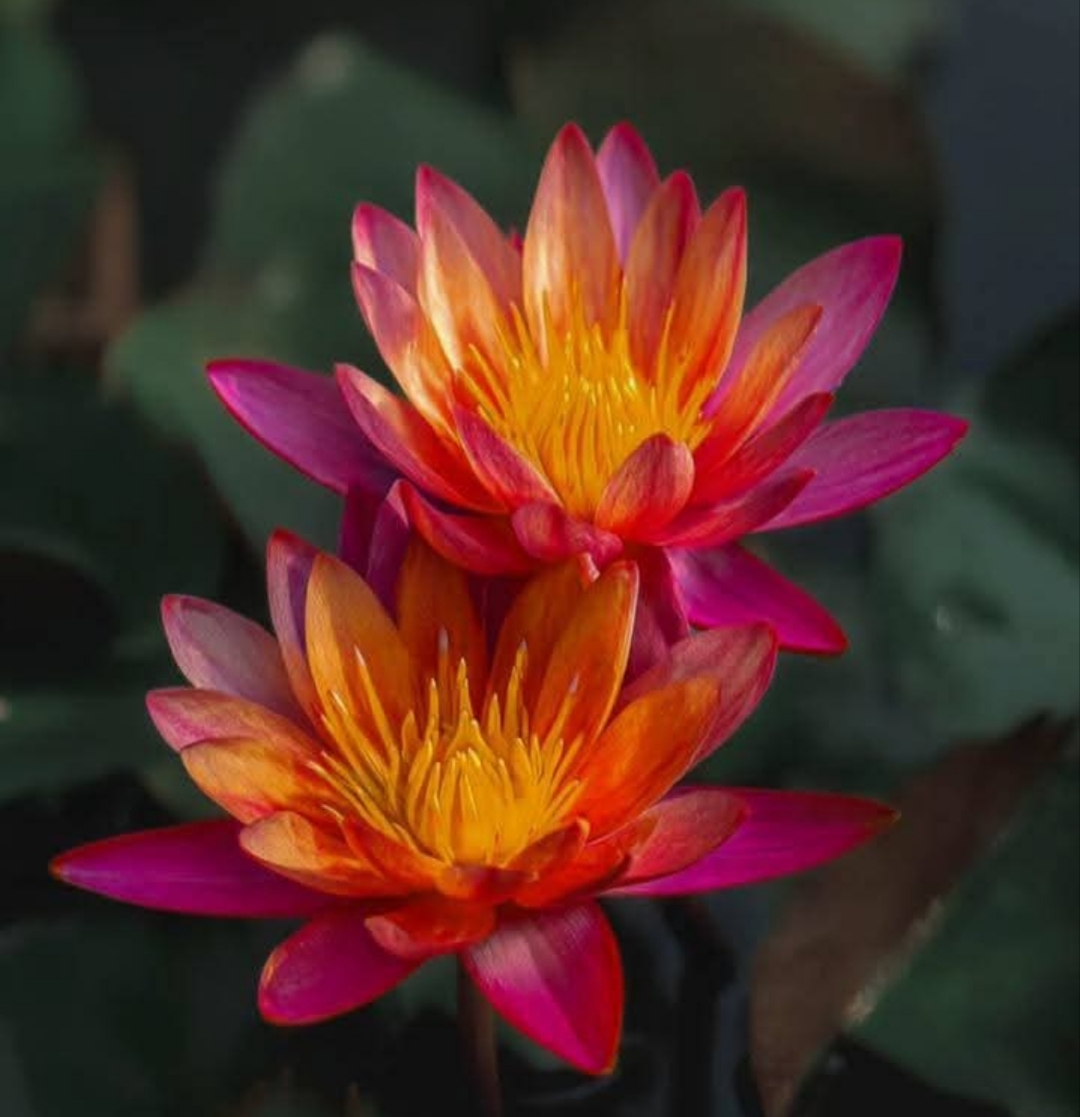 Two pink and orange water lilies in close-up against dark green leaves