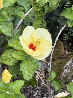 Yellow hibiscus flower with red center bloming among green leaves and branches