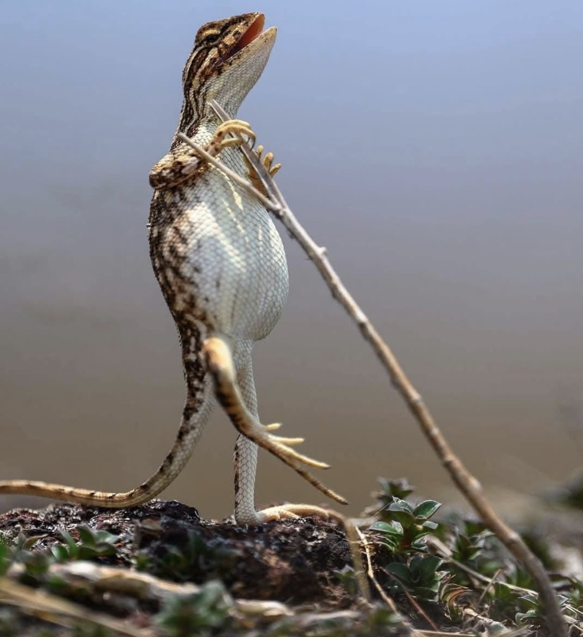 A lizard standing upright on hind legs holding a stick, with water in the background