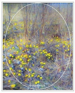 Yellow wildflowers blooming on a forest floor among dry branches in early spring, oval frame
