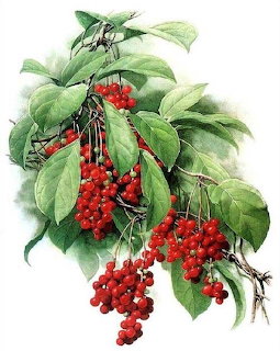 Watercolor painting of red schisandra berries on a leafy branch