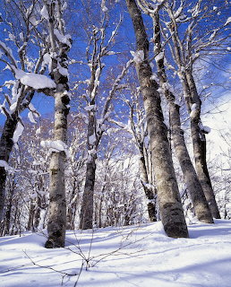 Snow-covered trees in a winter forest with blue sky and deep snow on the ground