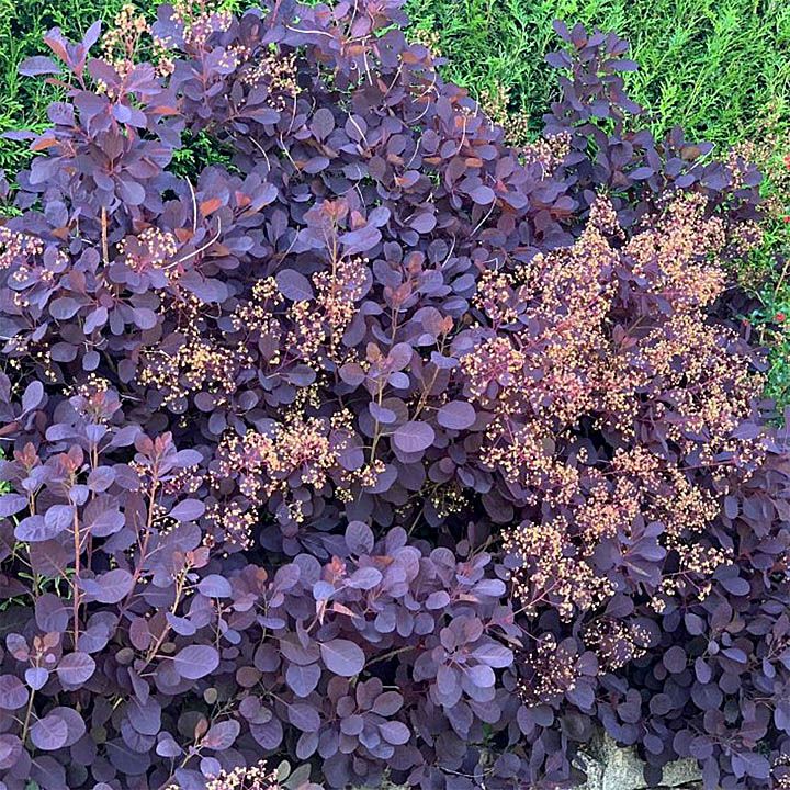 Close-up of a purple smoke bush with dark leaves and pinkish flower plumes