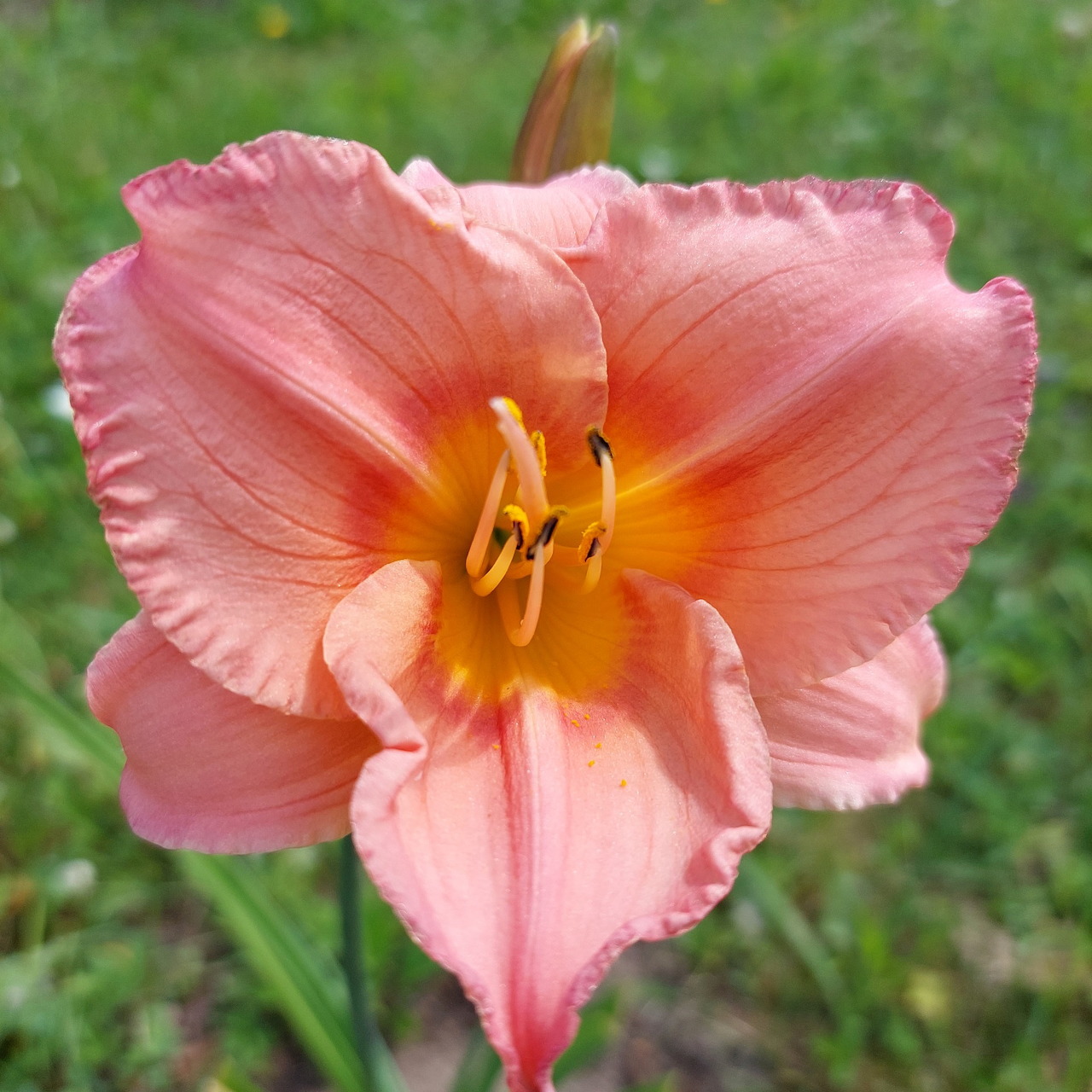 Pink Daylily Bloom