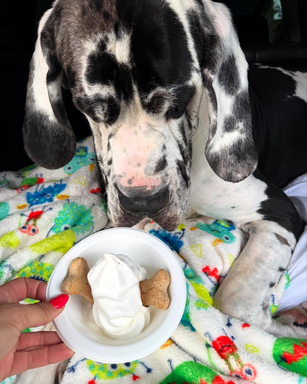 Great Dane Pupy With Treats