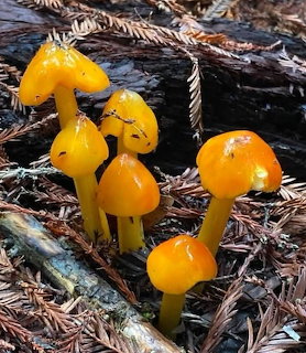 Cluster of bright orange mushrooms with glossy caps growing among brown pine needles and dark wood
