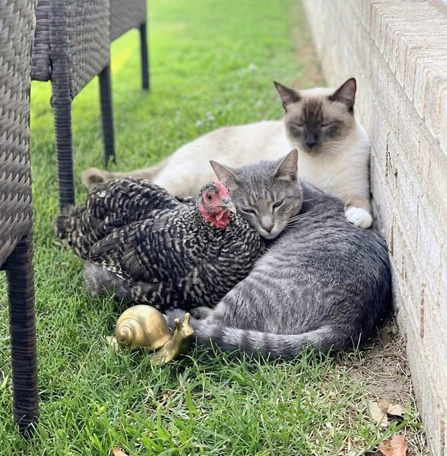 Two Cats and Chicken