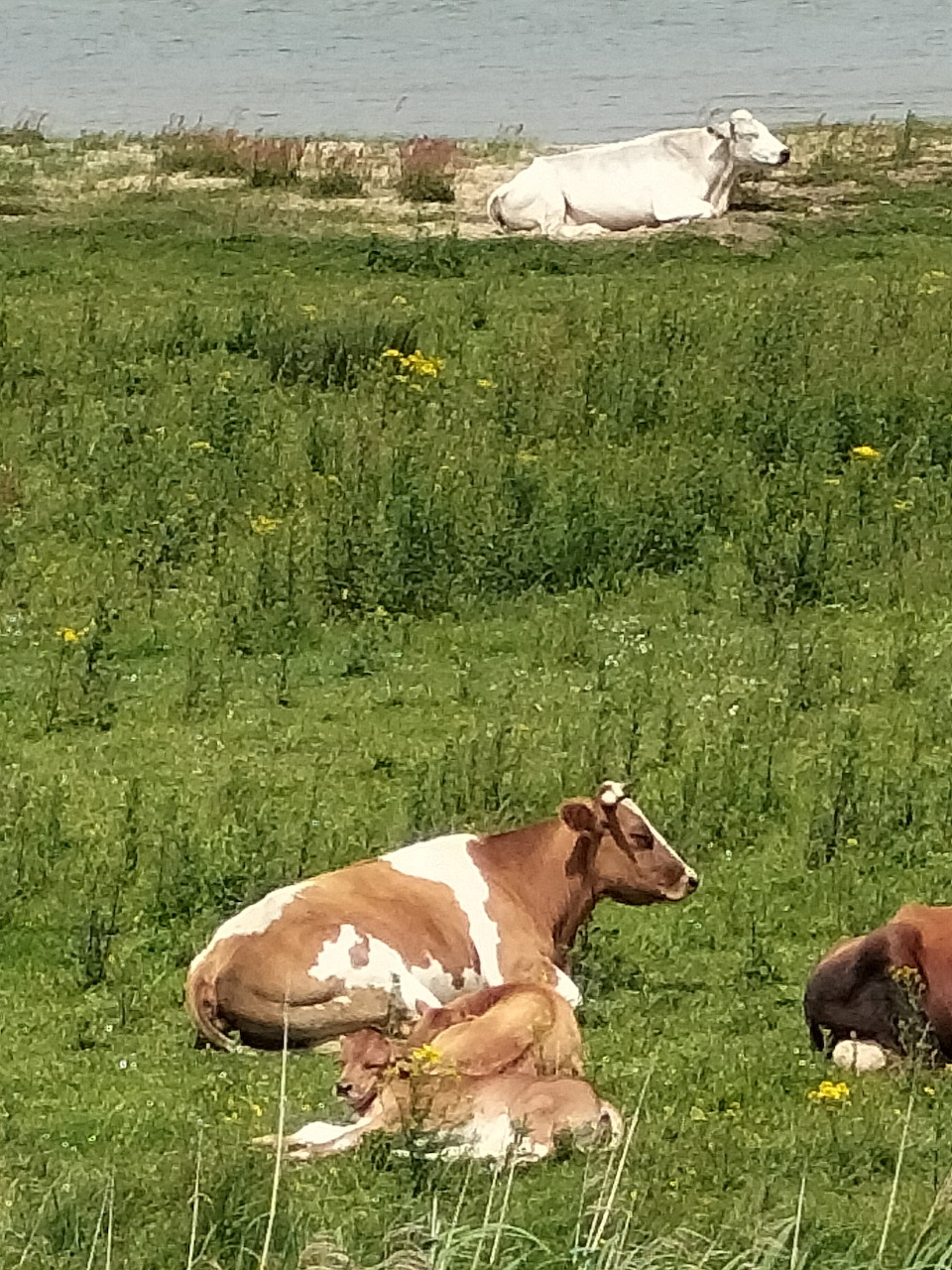 Brown and white cows with calves lying in green pasture field
