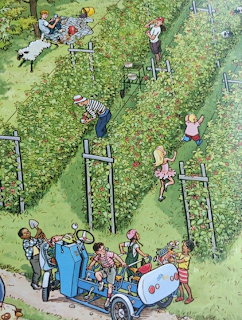 Vineyard Grape Harvest Scene