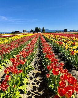 Rows of colorful tulips in a farm field with mountains in background