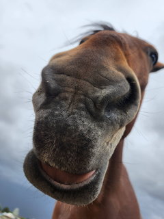 Close-up of a brown horse's nose and muzzle from below against a cloudy sky