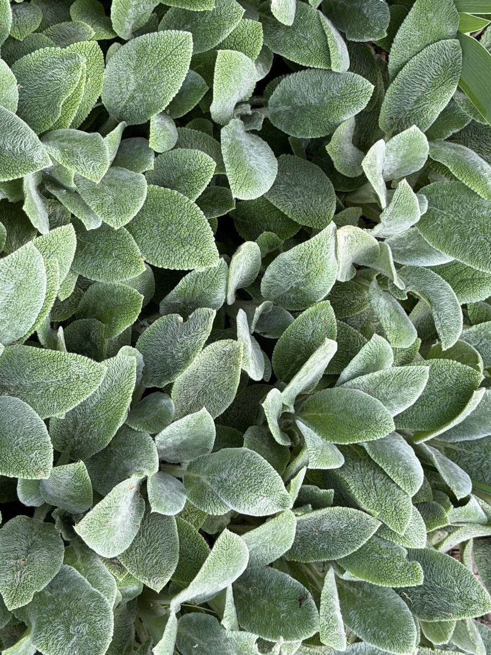 Dense cluster of silvery-green fuzzy lamb's ear leaves filling the frame