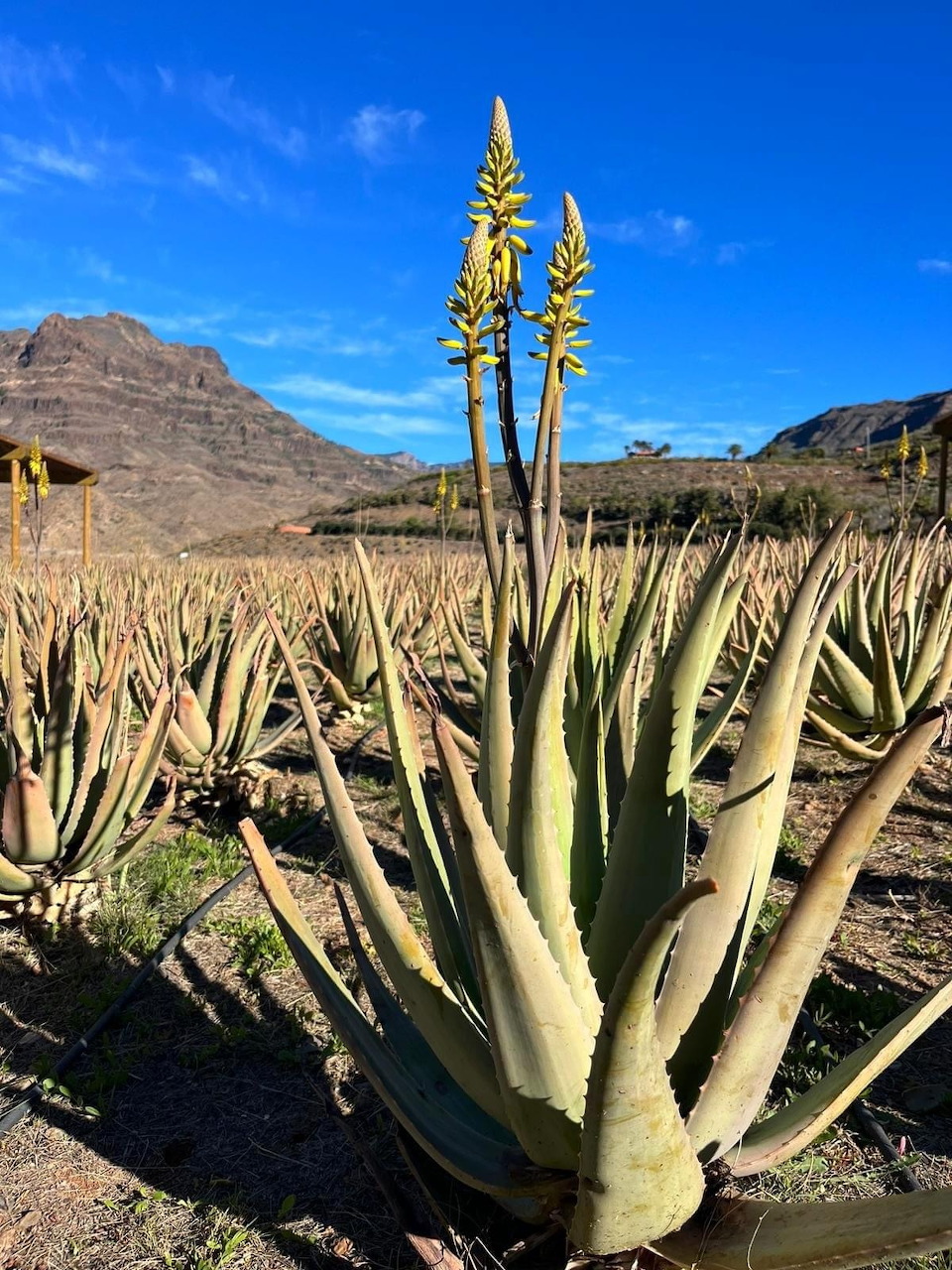 Aloe vera plants with yellow blooms in desert field with mountains