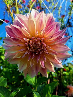 Pink and orange dahlia flower with layered petals in sunlight against blue sky