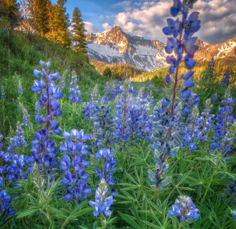 Field of purple lupine flowers with snow-capped mountain in the background