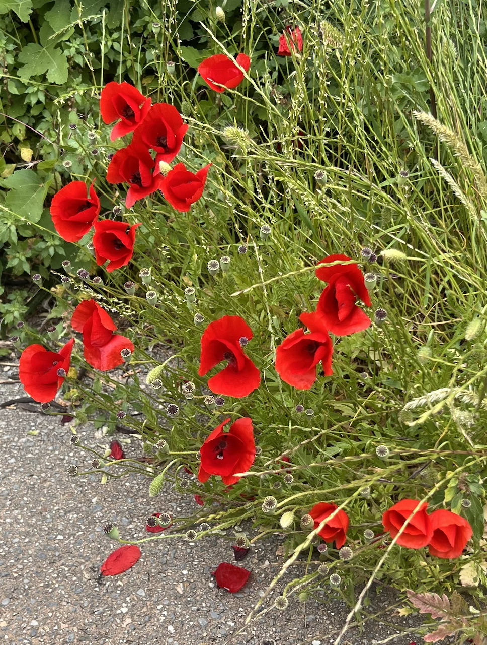 Cretan Poppies