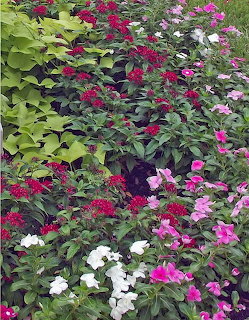 Colorful garden bed with red, pink, and white flowers surrounded by green foliage