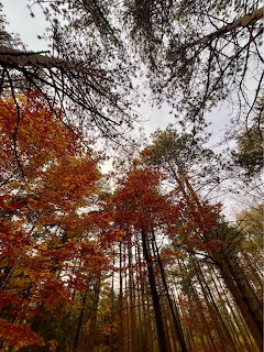 Upward view of tall trees with red and orange autumn leaves against a cloudy sky in a forest