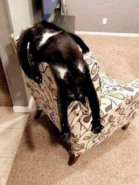 Black and white cat hanging upside down off a small patterned upholstered chair on beige carpet
