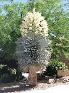 Blue Yucca Bloom