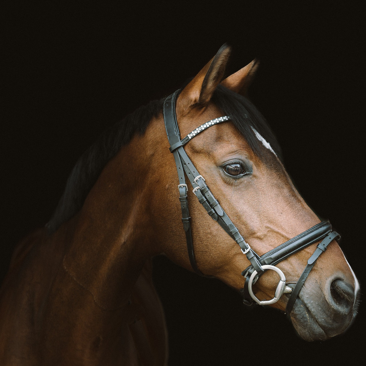 Portrait of a bay horse wearing a bridle against a black background