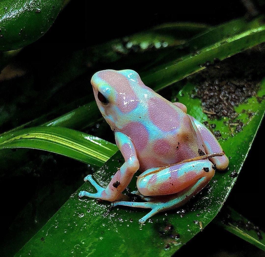 Pastel pink and blue poison frog sitting on a green leaf