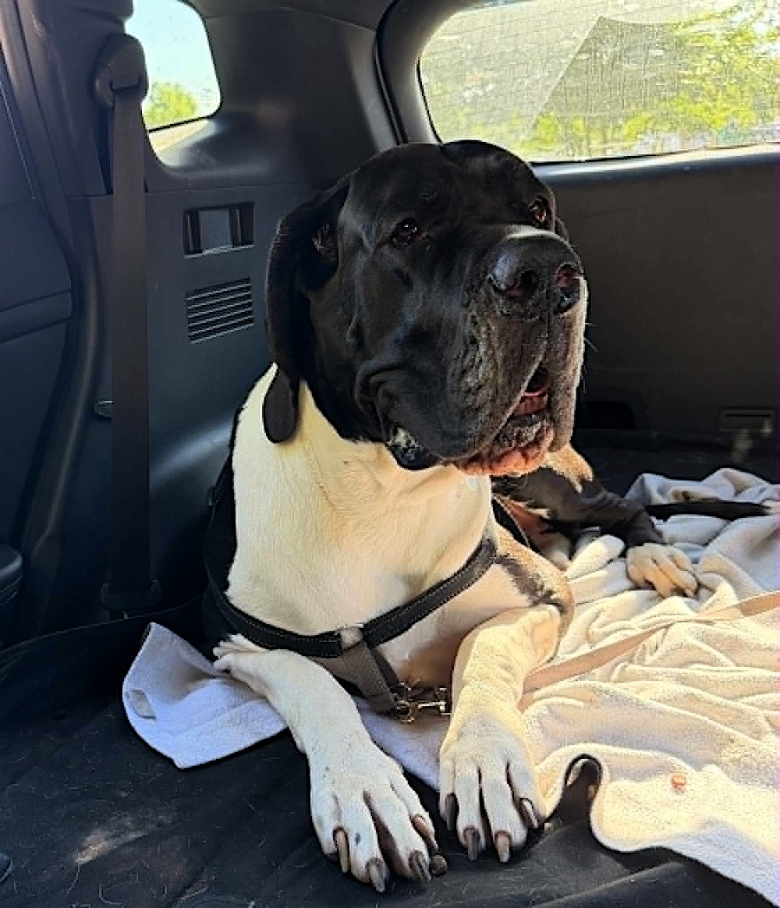 Large black and white dog with harness lying in the back seat of a car, tongue out
