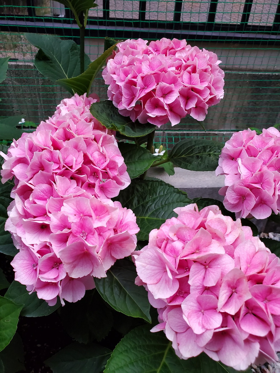 Close-up of four pink hydrangea flower clusters with green leaves in a greenhouse