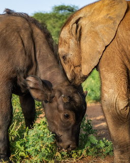 Young elephant calf next to adult elephant in outdoor sanctuary setting