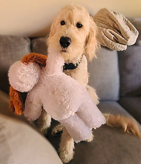 Puppy Zeke and New Toy