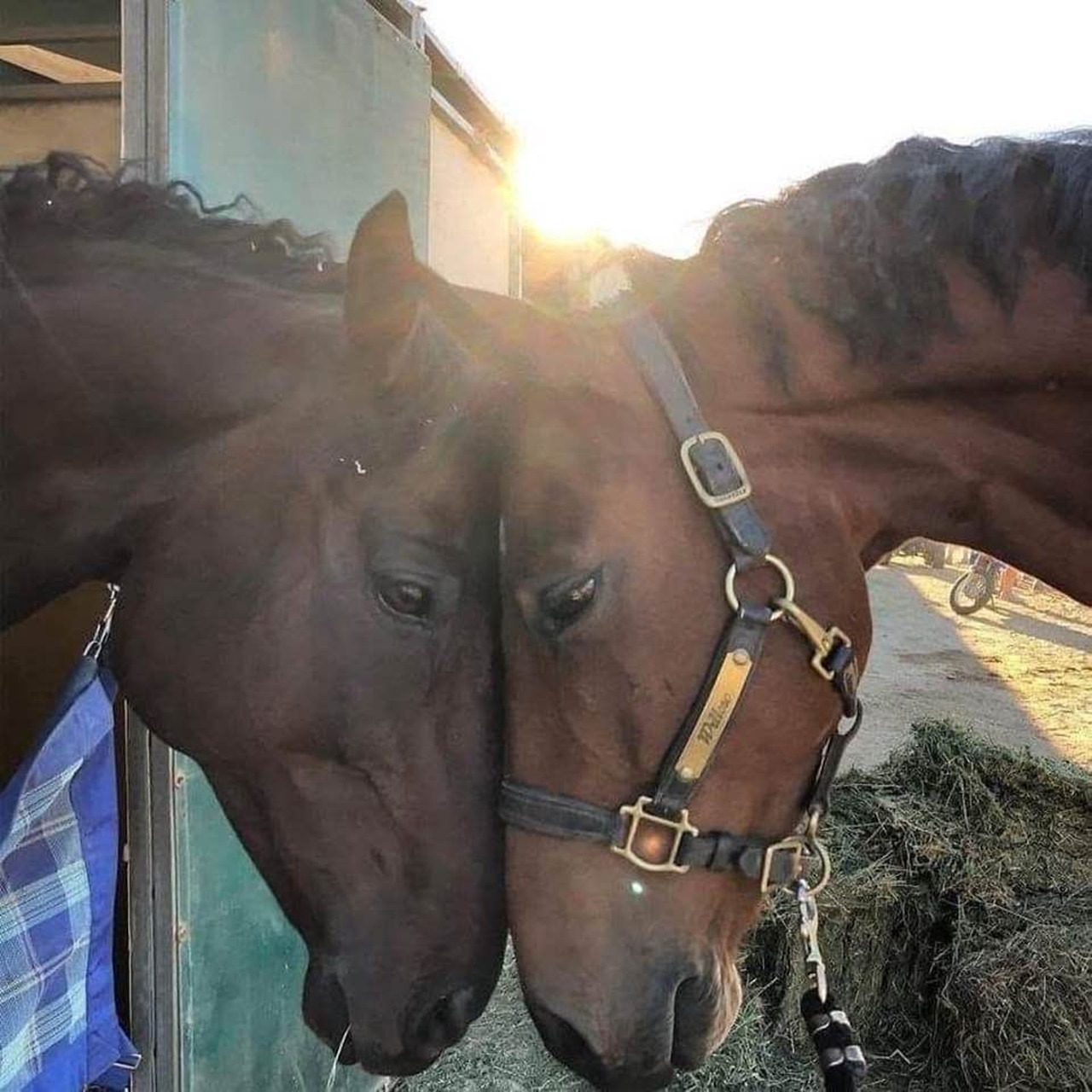 Two brown horses with halters nuzzling each other in warm sunset light at a stable