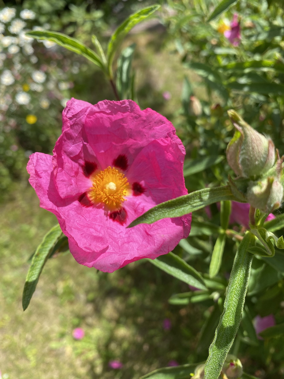 Close-up of a bright pink rock rose flower with wrinkled petals and orange-yellow center among green leaves