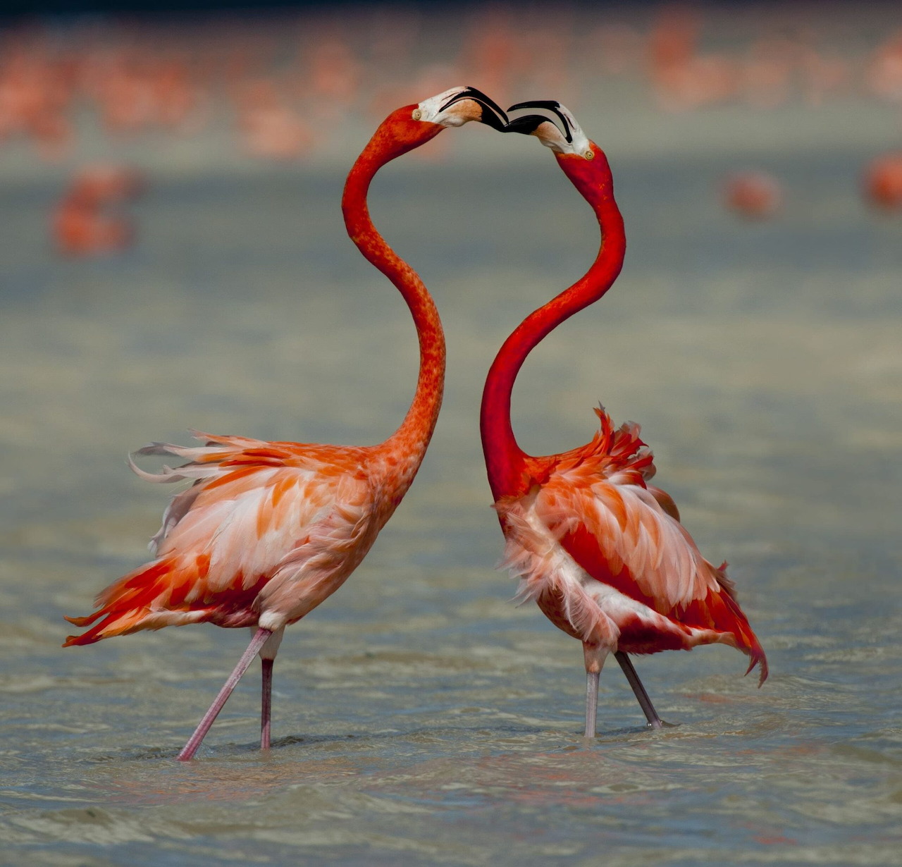 American Flamingos
