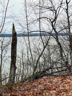 Seneca Lake Trail Snag Autumn