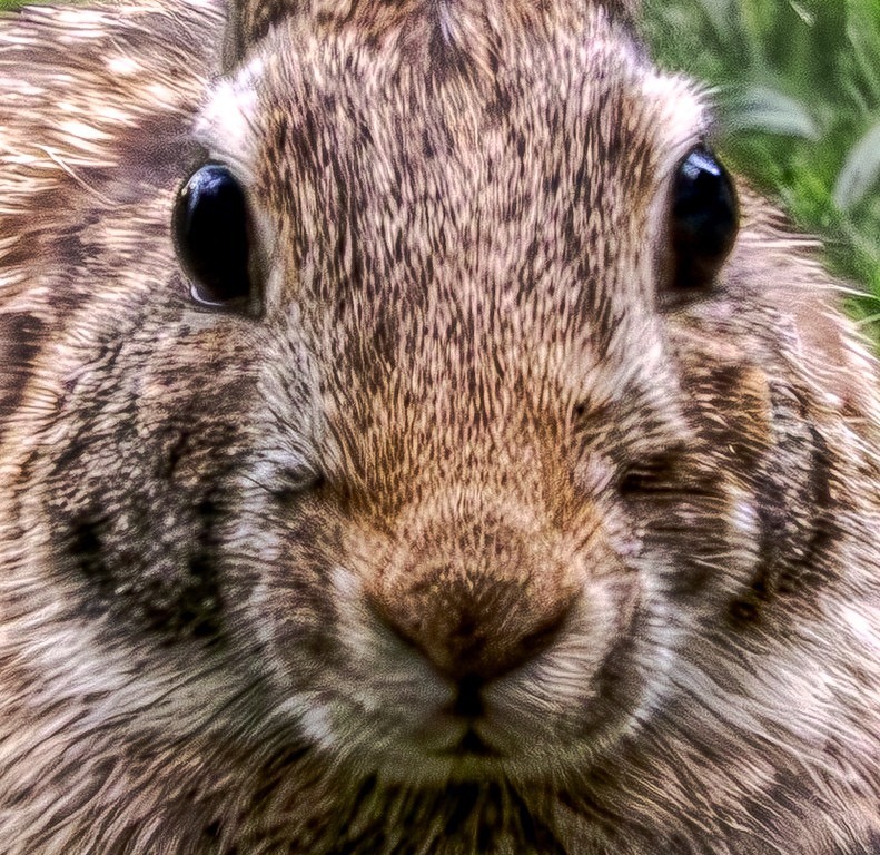Rabbit Close-Up Portrait