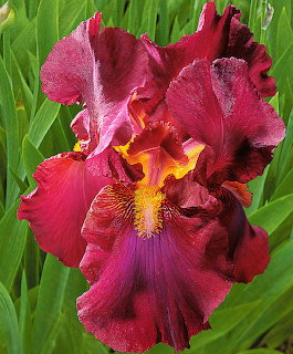 Close-up of a burgundy and yellow bearded iris flower with ruffled petals among green leaves