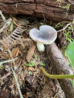 Purple-capped wild mushroom growing beside a fallen log on a mosy forest floor with ferns