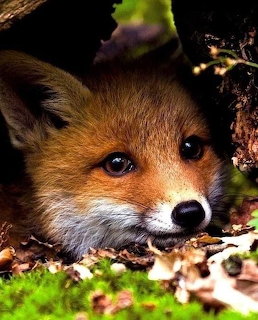 Young red fox kit with blue eyes looking from behind a mossy log in forest