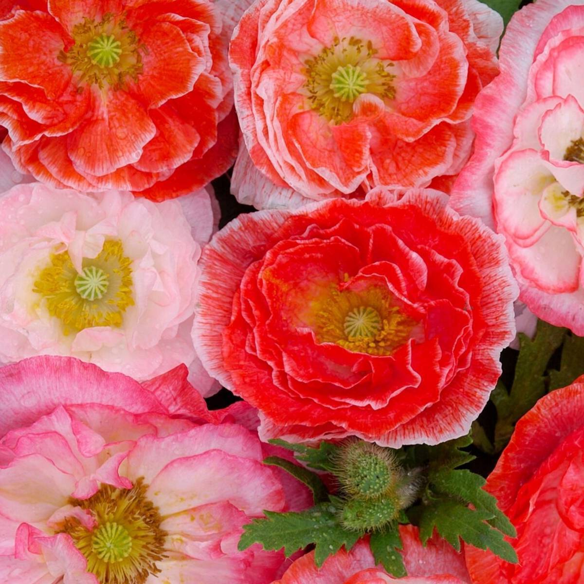 Close-up of pink and red poppy flowers with yellow centers in a garden arrangement