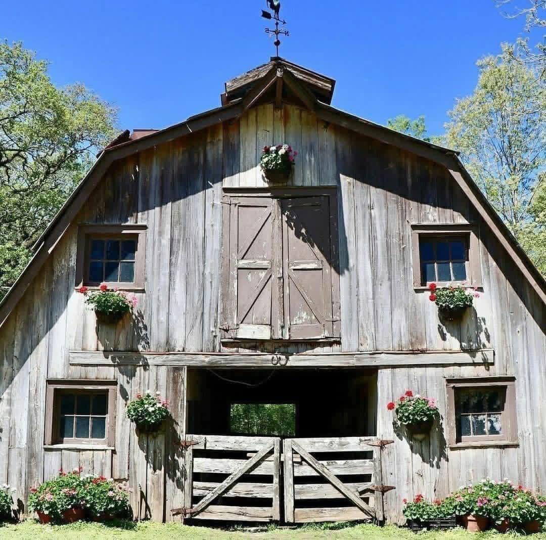 Weathered wooden barn with gambrel roof and flower baskets under blue sky