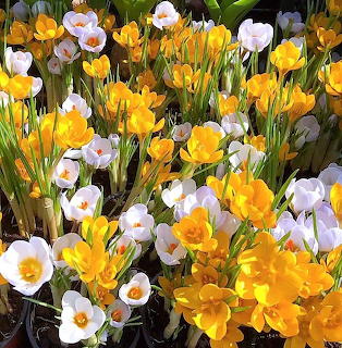 Dense cluster of yellow crocuses and white flowers blooming together in a spring garden