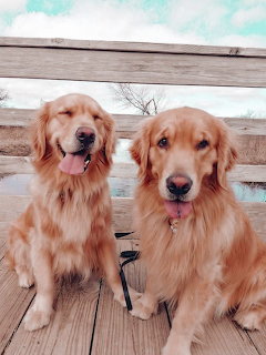 Two golden retriever dogs sitting together on a wooden deck outdoors
