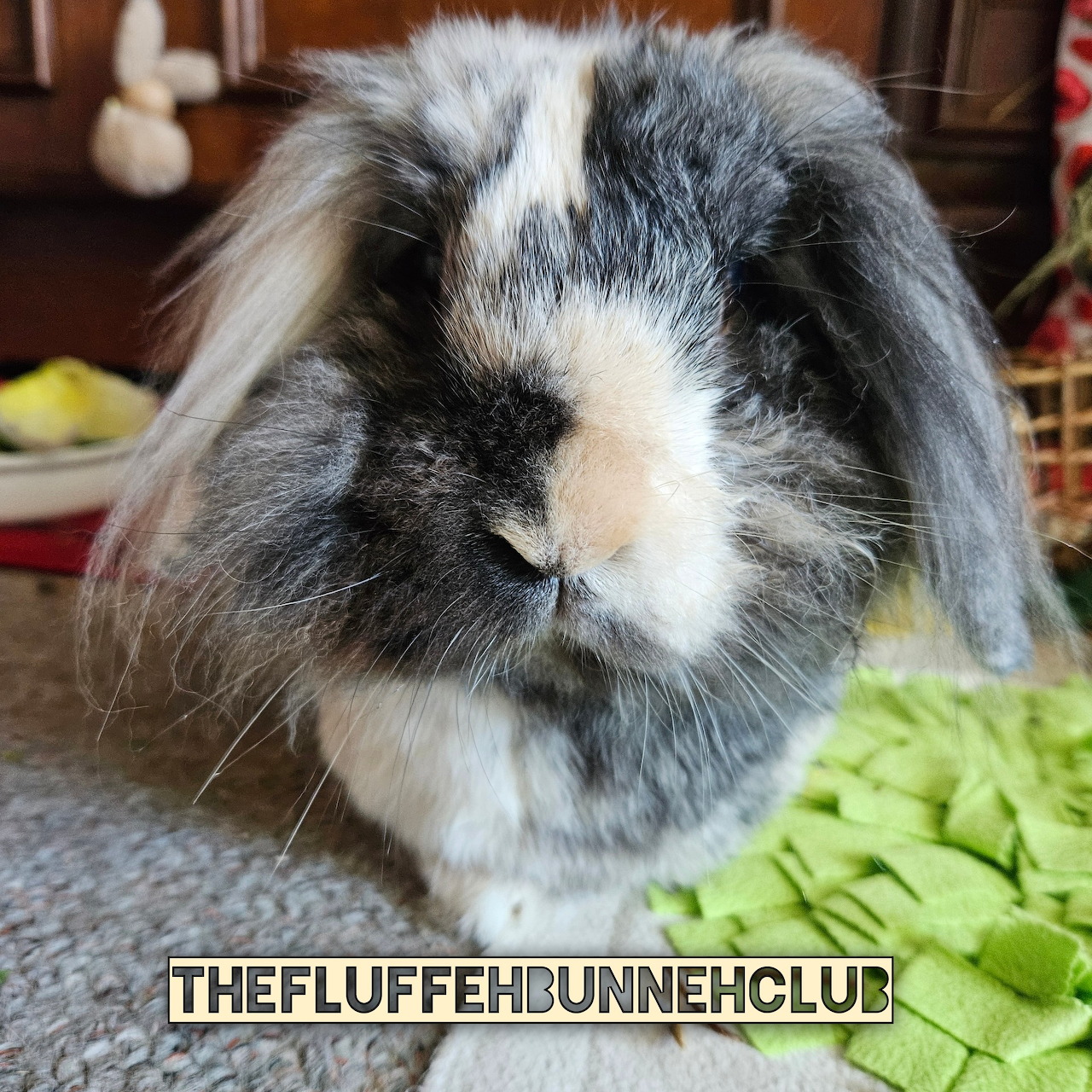 Fluffy gray and white lop-eared bunny sitting on a green blanket indoors