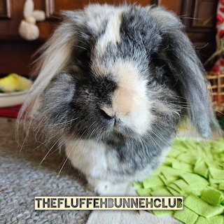 Fluffy Lop Bunny