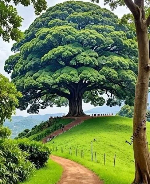 Large green tree with spreading canopy on grassy hill beside dirt path with mountains in background