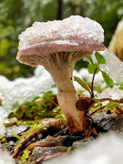 A single mushroom with a brown cap covered in snow growing among moss and forest floor debris