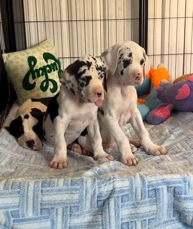 Lucky 7 Pups